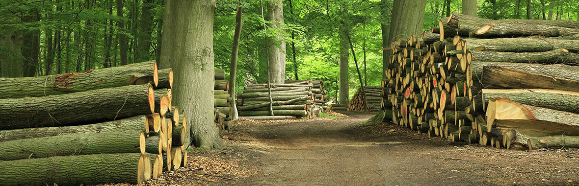 De duurzaamheidsklasse van hout