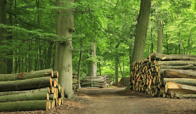 De duurzaamheidsklasse van hout